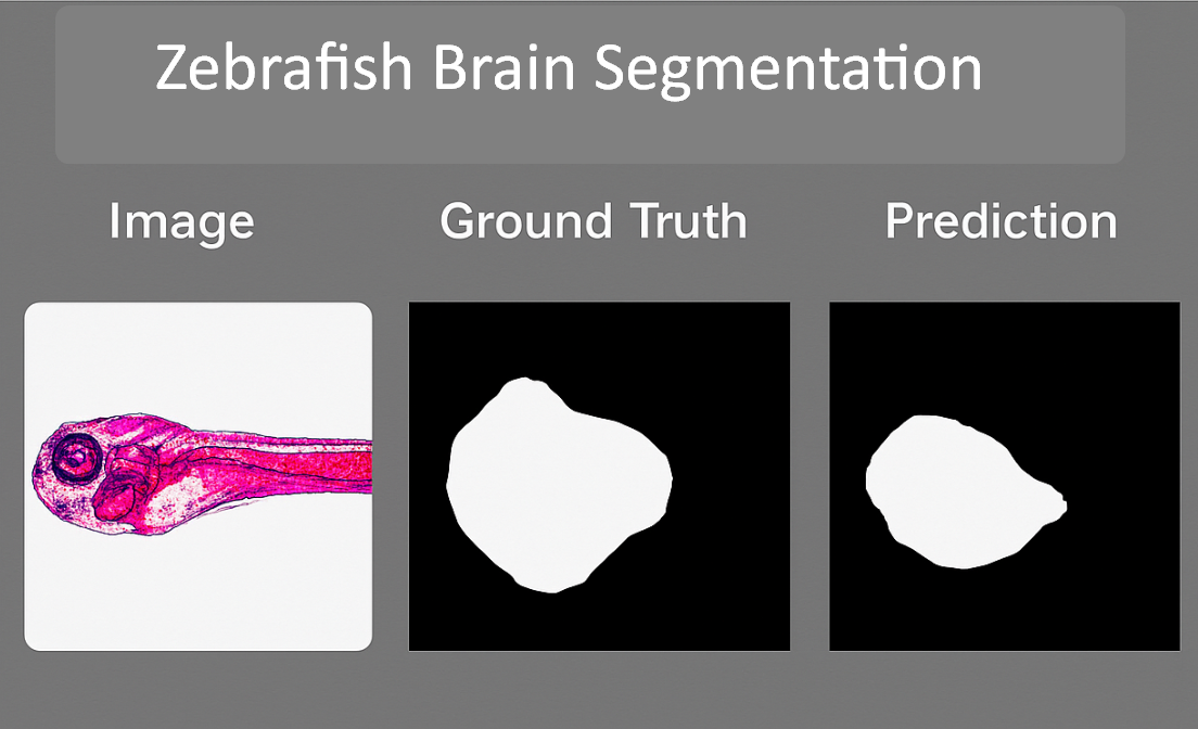 OVPCC Excellence in Interdisciplinary Research Seed Grant Awarded for Automated 2D/3D Zebrafish Segmentation Using Deep Learning